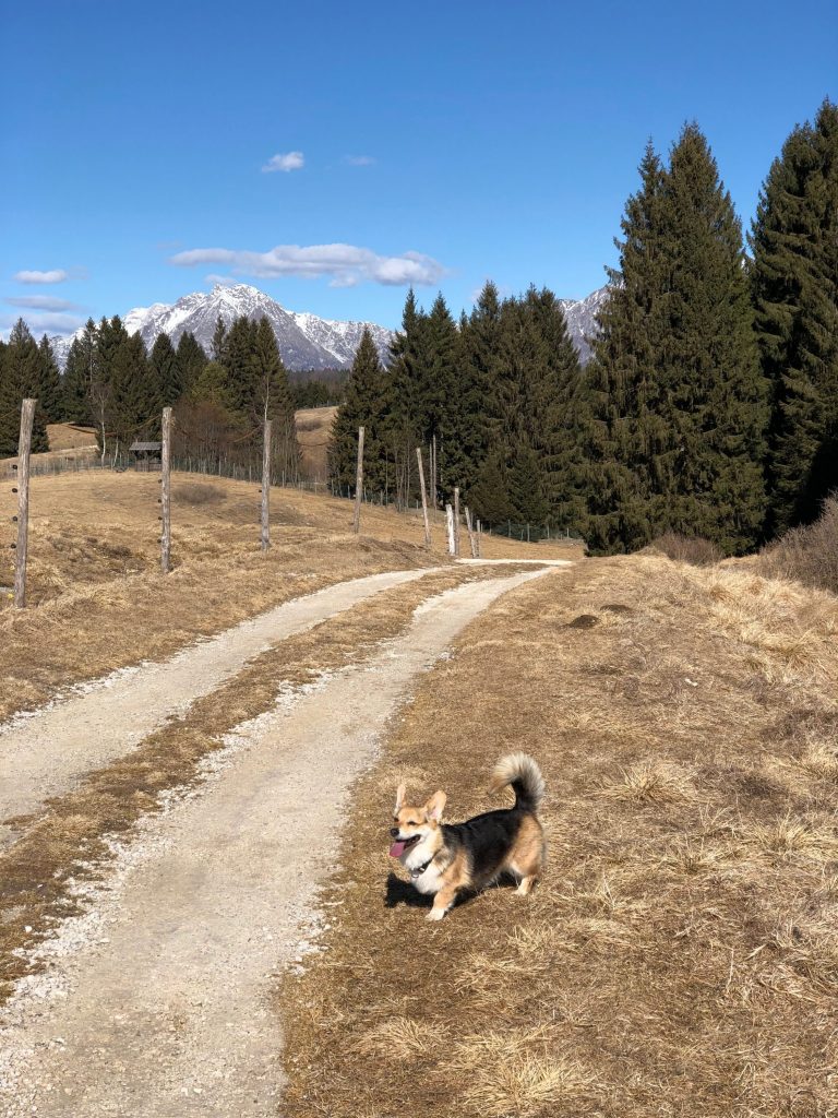 Un giorno in Cansiglio