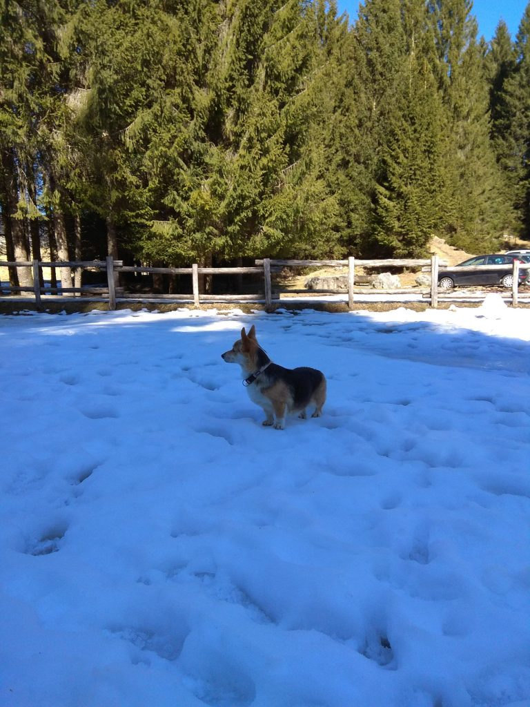 La neve in Cansiglio